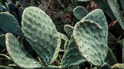 Close-up of prickly pear cactus