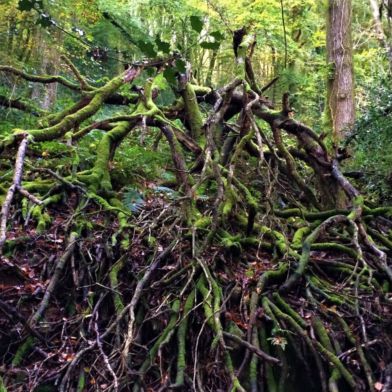 CLOSE-UP OF MOSS GROWING ON TREE TRUNK