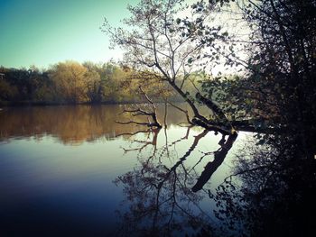 Reflection of trees in lake