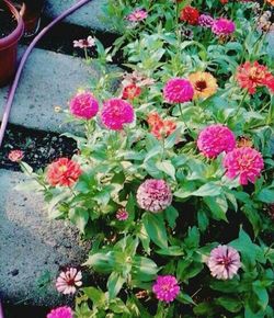 Close-up of pink flowers blooming outdoors