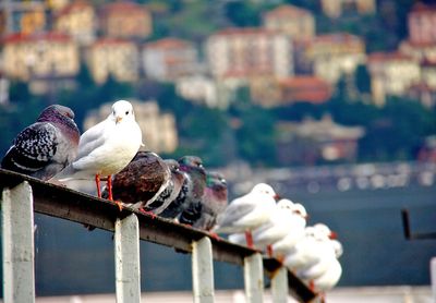 Close-up of bird perching on built structure