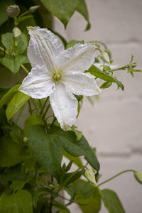 Close-up of white flowering plant