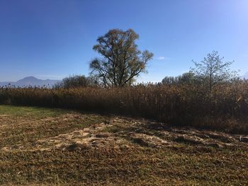 Trees on field against clear blue sky