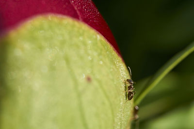 Close-up of green leaf on water