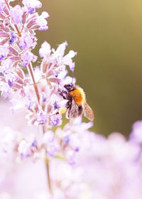 Close-up of bee pollinating on purple flower