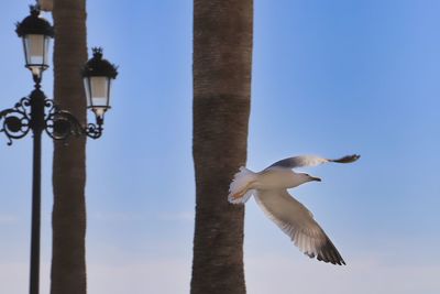 Low angle view of seagull flying against clear blue sky