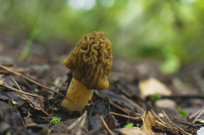 Edible and delicious mushroom  commonly known as early morel or wrinkled thimble-cap