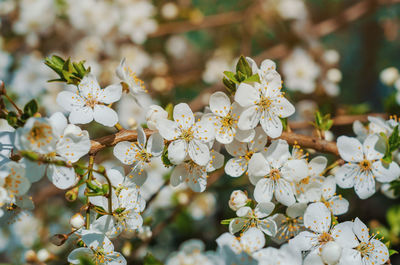 Close-up of white cherry blossoms in spring