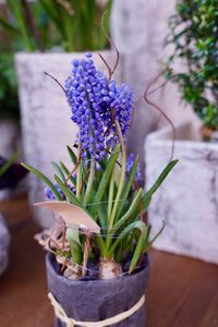 Close-up of purple flower pot on potted plant