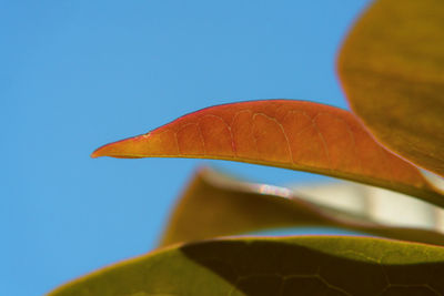 Low angle view of leaves against clear blue sky