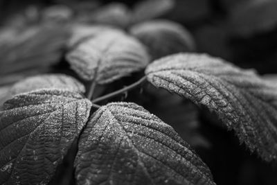 Close-up of fresh leaves