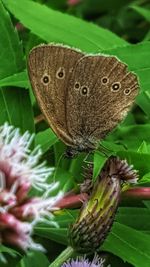 Close-up of butterfly on plant