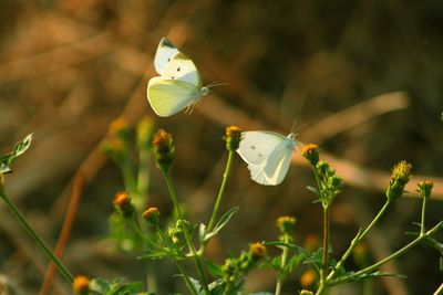 Close-up of butterfly on wildflower