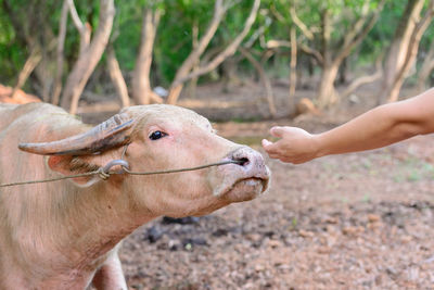 Close-up of a hand feeding on field