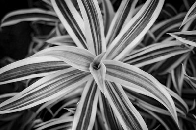 Close-up of flowering plant