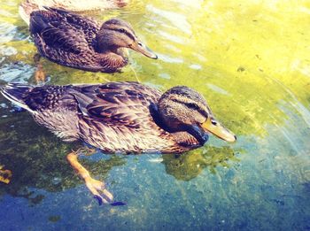 Ducks swimming in the lake