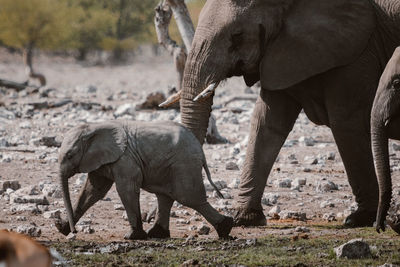 Side view of baby and adult african elephants walking in savanna on sunny day