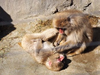 High angle view of monkeys on rock
