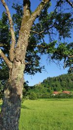 Trees on field against sky