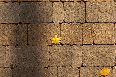 Close-up of yellow flower on wall
