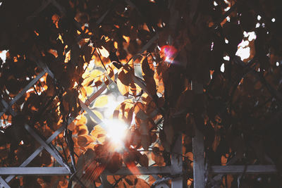 Sunlight streaming through tree during autumn