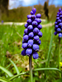 Close-up of purple flowering plant on field