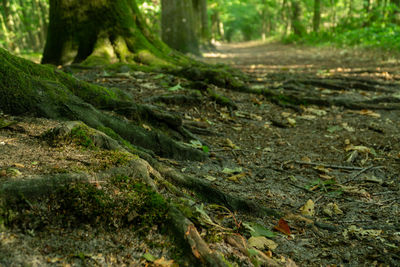 Close-up of moss growing on land