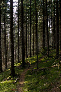 Scenic view of forest