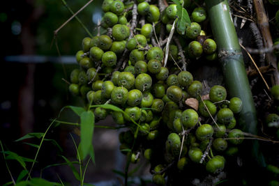 Close-up of fruits growing on plant