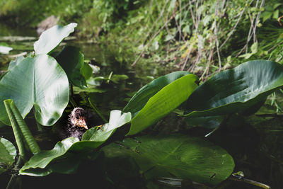 Close-up of green leaves