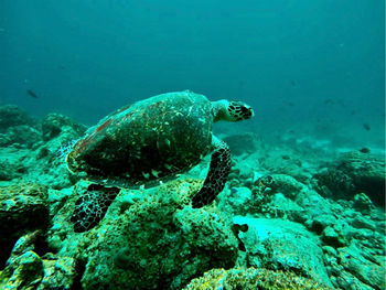 Fish swimming in sea