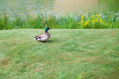 Bird in a lake