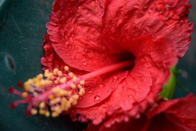 Close-up of wet red rose flower