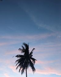 Low angle view of palm tree against sky