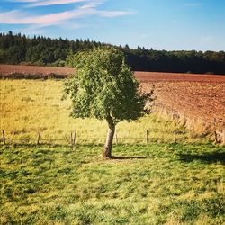 Trees on field against sky