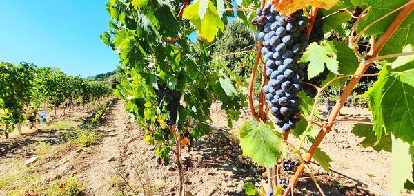 Close-up of plants growing in vineyard