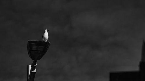 Low angle view of seagull perching on street light