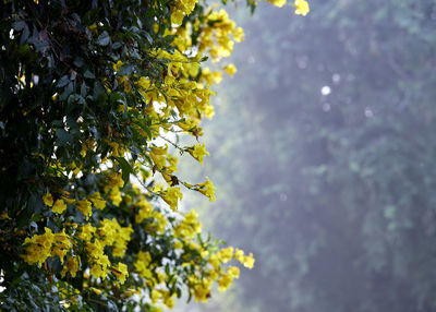 Close-up of yellow flowering plant