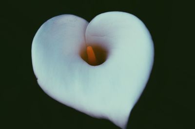 Close-up of calla lily blooming outdoors