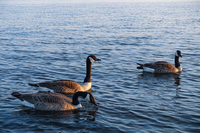 Ducks swimming in lake