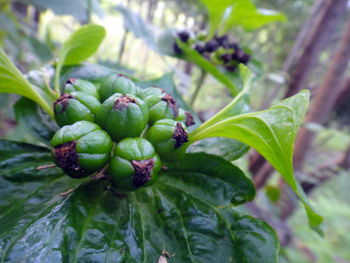 Close-up of fruits growing on plant