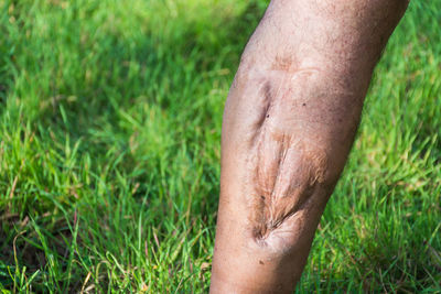 Close-up of human hand on grass