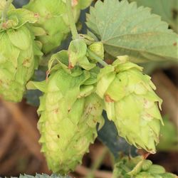 Close-up of berries growing on plant