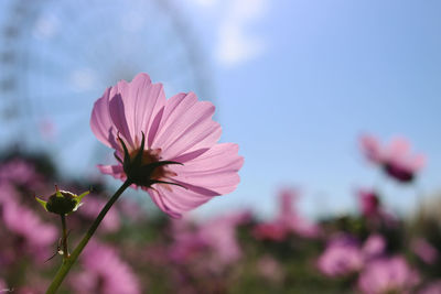 Close-up of pink cosmos flower