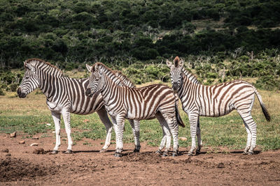 Zebras standing on zebra land
