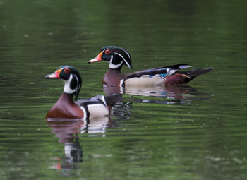 Two wood ducks, prospect park, brooklyn