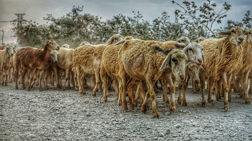 Sheeps in a field