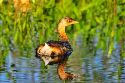 Pied-billed grebe in pond