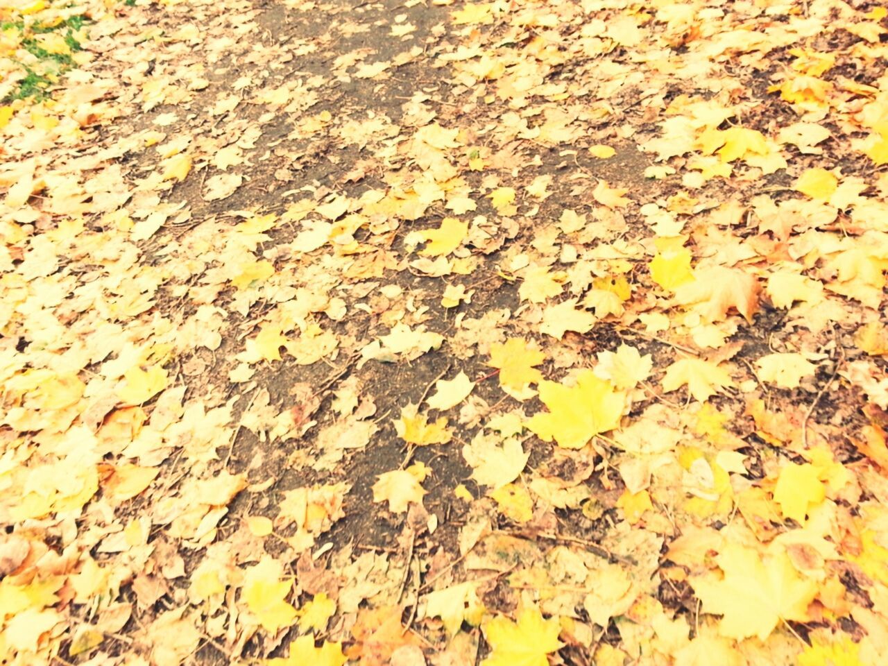 autumn, yellow, leaf, change, full frame, backgrounds, dry, season, nature, day, leaves, growth, textured, outdoors, wall - building feature, no people, fallen, high angle view, close-up, sunlight