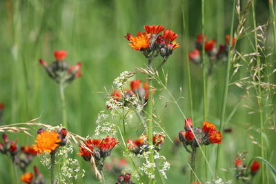 Close-up of butterfly pollinating on flower